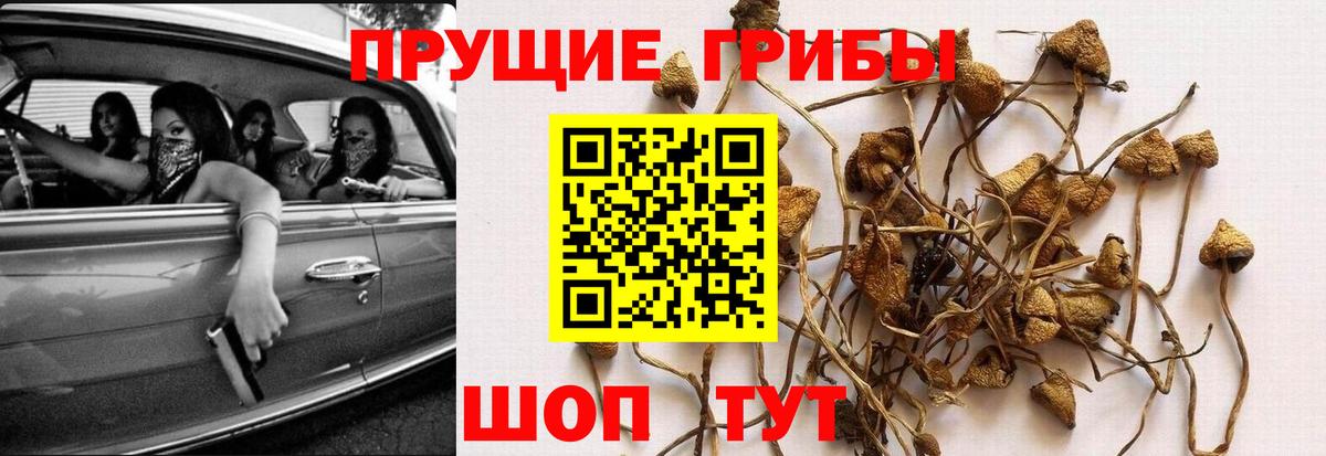 наркота  Псилоцибиновые грибы GOLDEN TEACHER  Вход с VPN  Ефремов 